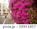 花と歩道 39953857