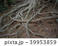 木の根 39953859
