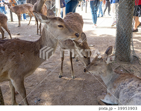鹿 シカ しか 39953903