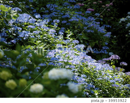 紫陽花畑 紫陽花畑 39953922