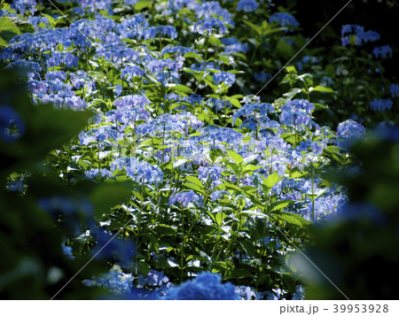 紫陽花畑 紫陽花畑 39953928