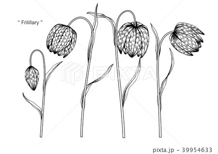 Fritillary flower drawing illustration. 39954633
