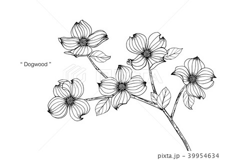 Dogwood flower drawing illustration. 39954634