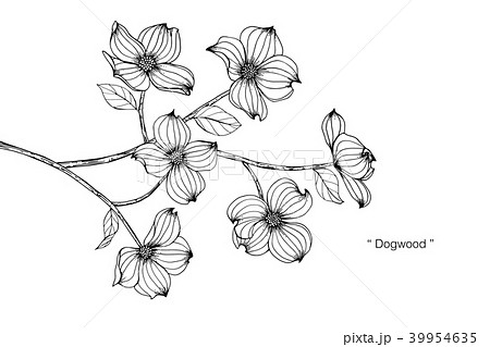 Dogwood Flower Drawing Illustration のイラスト素材