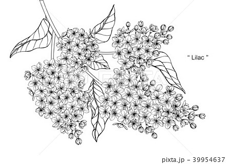 Lilac Flower Botanical Drawing Black And White Poster by Irina Sztukowski   Fine Art America