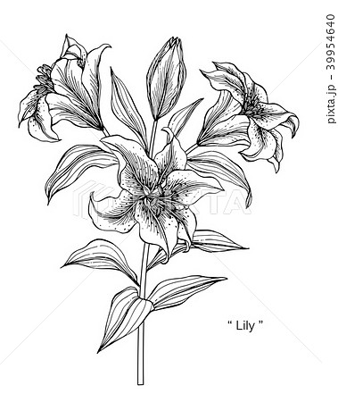 Lily Flower Drawing Illustration のイラスト素材