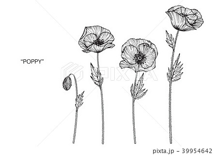 poppy field drawing