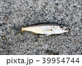 ムツの幼魚 39954744