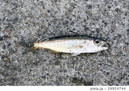 ムツの幼魚 39954744