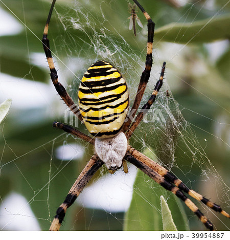 Spider on spiderweb 39954887