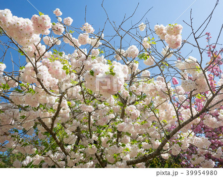 桜 さくら サクラ 39954980