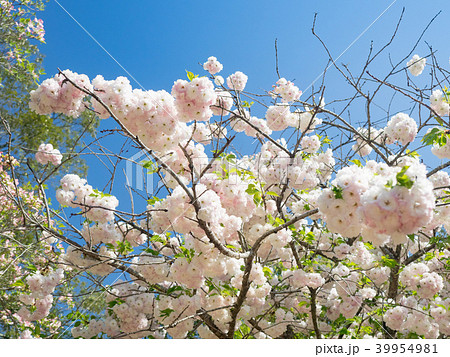 桜 さくら サクラ 39954981