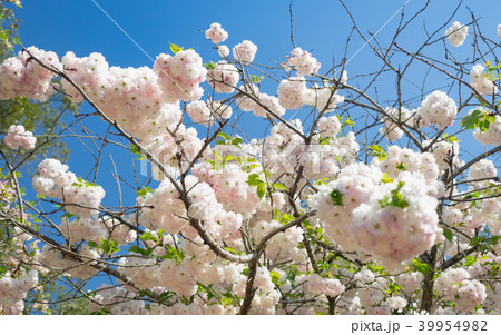 桜 さくら サクラ 39954982