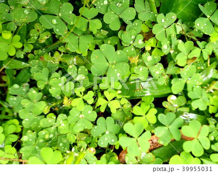 Field of a green clover background. Clovers three Field of a green clover background. Clovers three 39955031
