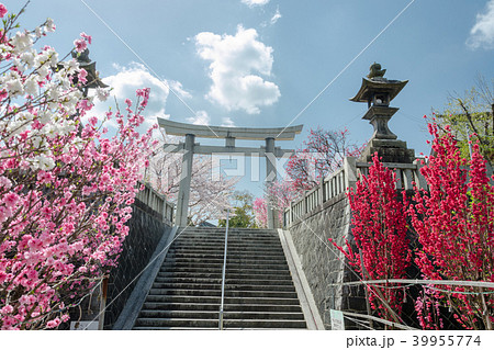 多賀神社擲桃祭 39955774