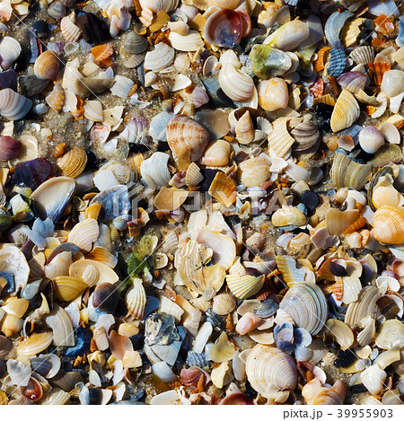 Natural background of seashells on wet sand beach 39955903