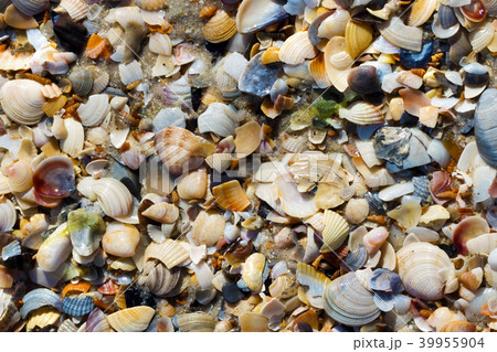 Seashells on wet sand beach at hot sun summer day Seashells on wet sand beach at hot sun summer day 39955904