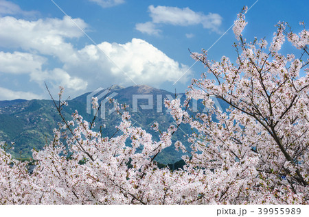 福智山と桜 39955989