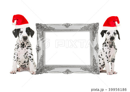 Silver victorian picture frame with Christmas pups 39956186