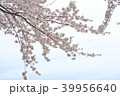 桜 39956640