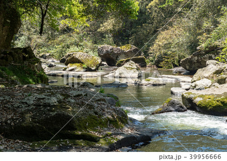 黄牛の滝の下流 39956666