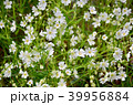 Beautiful spring flowers in forest. 39956884