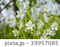 Beautiful white spring flowers on florest. 39957085
