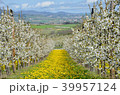 Beautiful Cherry garden with yellow grass flower. 39957124