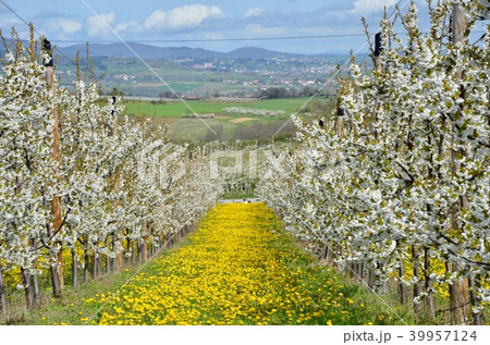 Beautiful Cherry garden with yellow grass flower. 39957124