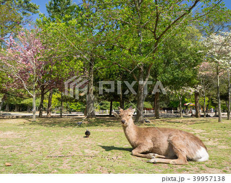 鹿 シカ しか 39957138
