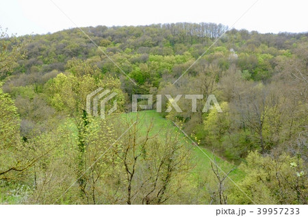 Beautiful scenery green forest in France. 39957233
