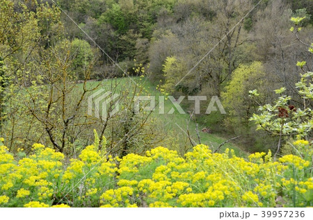 Beautiful scenery green forest in France. 39957236