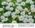 Beautiful daisy flowers on spring time in France. 39957299
