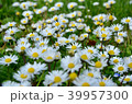 Beautiful daisy flowers on spring time in France. 39957300