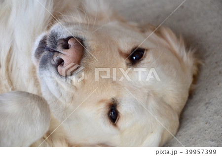 Cute dog face. Cute dog face. 39957399