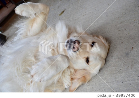 Cute dog face. 39957400