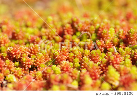 セダムのグラウンドカバー 39958100
