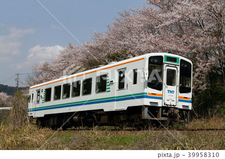 天竜浜名湖鉄道　桜 39958310
