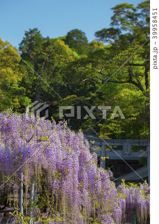 西寒多神社の藤 39958451