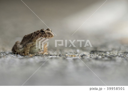 ツチガエル 土蛙 ツチガエル 土蛙 39958501