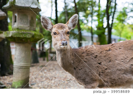 奈良公園の鹿 奈良公園の鹿 39958689