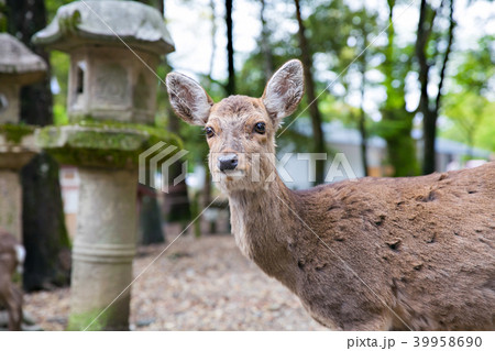奈良公園の鹿 39958690