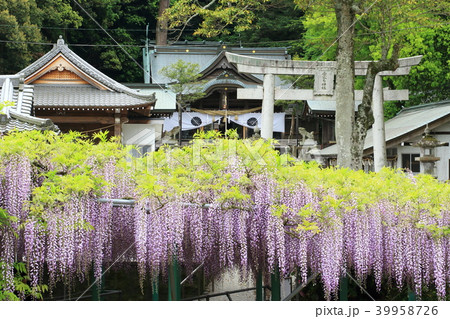 神社と満開の藤 神社と満開の藤 39958726