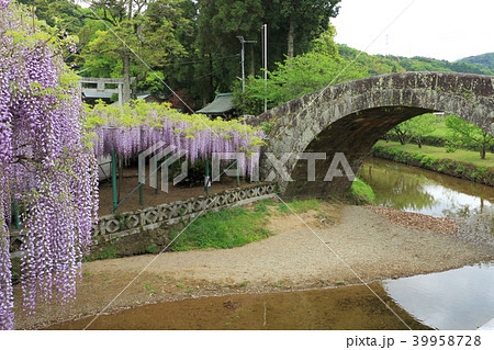 神社と満開の藤 神社と満開の藤 39958728