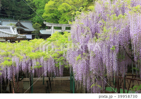 神社と藤の花 神社と藤の花 39958730