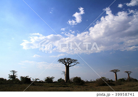 バオバブがある風景 バオバブがある風景 39958741