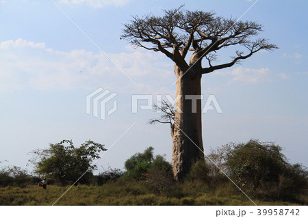 バオバブがある風景 バオバブがある風景 39958742