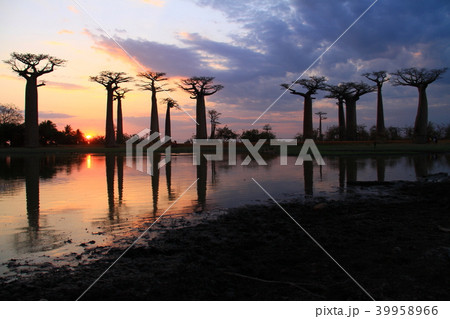 夕暮れのバオバブ並木 39958966
