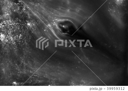 Abstract black and white backgroud. Abstract black and white backgroud. 39959312