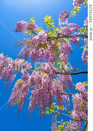 和気神社の藤の花 39959329